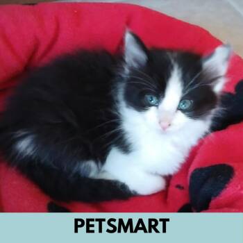 Boris -  Domestic Long Hair Cat for Adoption in Lakewood, Colorado - Boris | PetCurious