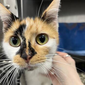 Domestic Short Hair Cats Available for Adoption in Fort Wayne, Indiana - Penny | PetCurious