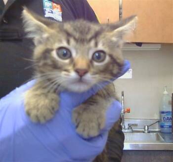A929092 -  Domestic Short Hair Cat for Adoption in Sacramento, California - A929092 | PetCurious