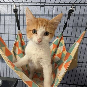 Rescue Domestic Short Hair Cats for Adoption in Cape Girardeau, Missouri - Clove | PetCurious