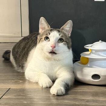 Rescue Domestic Short Hair Cats for Adoption in East Amherst, New York - Cecil | PetCurious