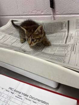 ROLF -  Domestic Short Hair Cat for Adoption in Jacksonville, Florida - ROLF | PetCurious