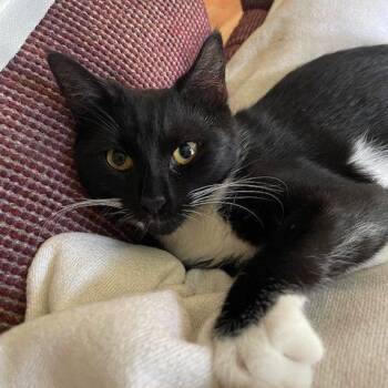 Rescue Domestic Short Hair Cats for Adoption in Penns Grove, New Jersey - Sugar | PetCurious