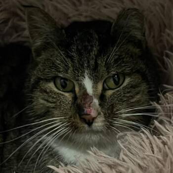Domestic Short Hair Cats Available for Adoption in Chilliwack, British Columbia - Whiskey | PetCurious