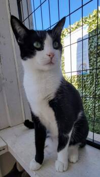 6502 Luke -  Domestic Short Hair Cat for Adoption in Hartwell, Georgia - 6502 Luke | PetCurious