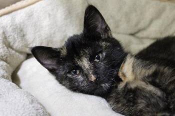 Domestic Short Hair Cats Available for Adoption in Kansas City, Missouri - Salem | PetCurious