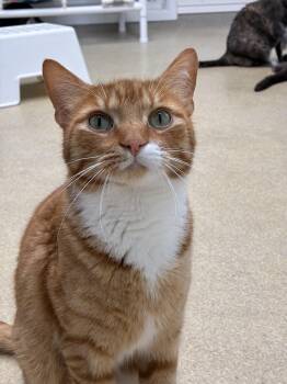 Snickerdoodle -  Domestic Short Hair Cat for Adoption in Westbrook, Connecticut - Snickerdoodle | PetCurious