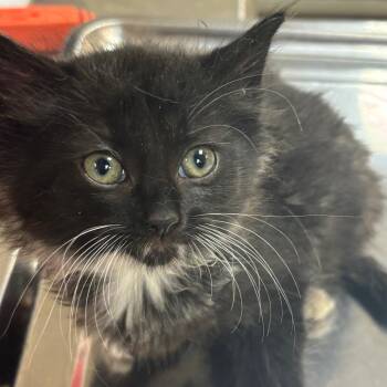 Domestic Medium Hair Cats Available for Adoption in Birmingham, Alabama - Pretty Girl | PetCurious