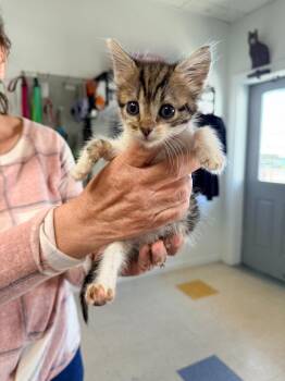 Domestic Short Hair Cats Available for Adoption in Brookings, Oregon - Axel | PetCurious
