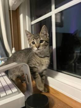 Rescue Domestic Short Hair Cats for Adoption in River Falls, Wisconsin - Sunny | PetCurious
