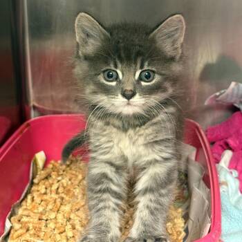 Sydney -  Domestic Long Hair Cat for Adoption in Chehalis, Washington - Sydney | PetCurious
