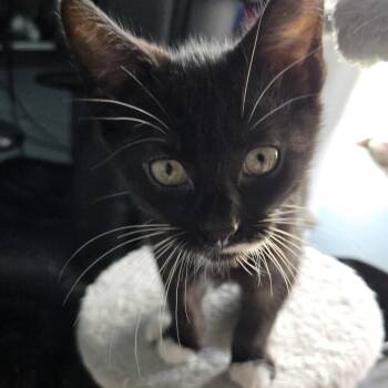 Rescue Domestic Short Hair Cats for Adoption in Byron Center, Michigan - Sal | PetCurious