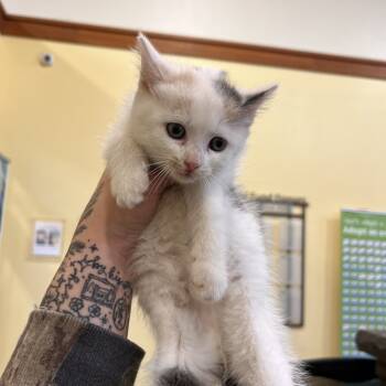 Rescue Domestic Short Hair Cats for Adoption in Lynchburg, Virginia - Gigi | PetCurious