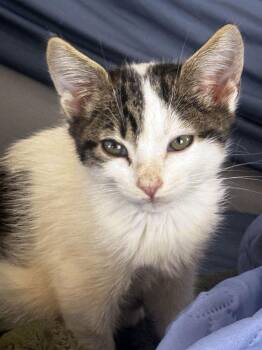 Domestic Short Hair Cats Available for Adoption - Jimmy | PetCurious