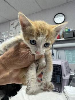 FRANKLIN -  Domestic Short Hair Cat for Adoption in Stockton, California - FRANKLIN | PetCurious
