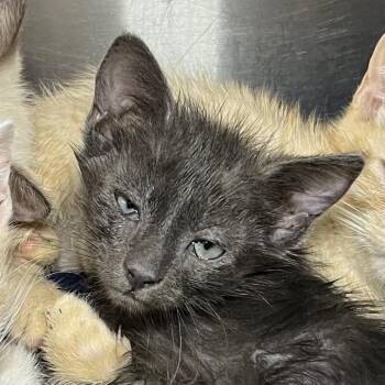 Chase -  Domestic Short Hair Cat for Adoption in Palm Springs, California - Chase | PetCurious