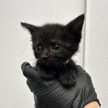 Cinnamon -  Domestic Short Hair Cat for Adoption in Abilene, Texas - Cinnamon | PetCurious
