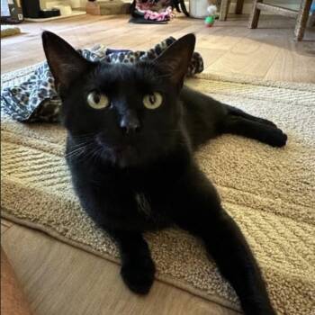 Rescue Domestic Short Hair Cats for Adoption in Cincinnati, Ohio - MJ | PetCurious