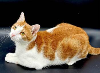 Trudy -  Tabby and Domestic Short Hair Cat for Adoption in Lucedale, Mississippi - Trudy | PetCurious
