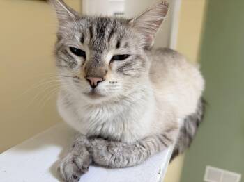 Domestic Medium Hair Cats Available for Adoption in Hayward, California - Capella | PetCurious