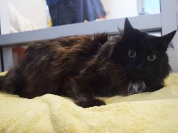 RYE-RYE -  Maine Coon and Domestic Short Hair Cat for Adoption in Sacramento, California - RYE-RYE | PetCurious