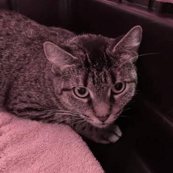 Ray -  Domestic Short Hair Cat for Adoption in Dekalb, Illinois - Ray | PetCurious