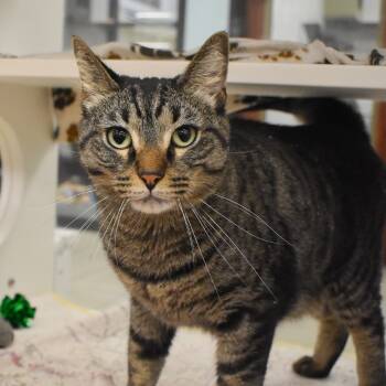 Rescue Extra Toes Cat Hemingway Polydactyl Cats for Adoption in West Palm Beach, Florida - Noodle | PetCurious