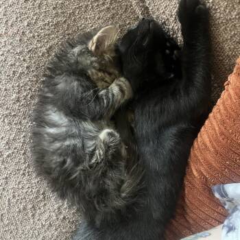Bucky Barnes -  Domestic Short Hair Cat for Adoption in Baltimore, Maryland - Bucky Barnes | PetCurious