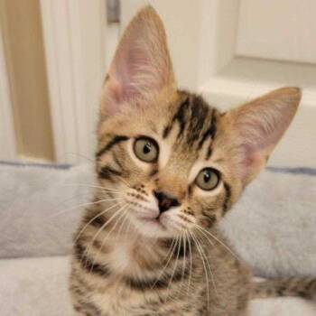 Valstogg -  Domestic Short Hair Cat for Adoption in Buffalo, Minnesota - Valstogg | PetCurious