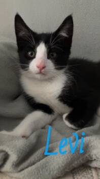 Rescue Domestic Medium Hair Cats for Adoption in Carthage, New York - Levi | PetCurious