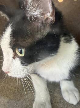 A122367 -  Domestic Short Hair Cat for Adoption in West Valley City, Utah - A122367 | PetCurious