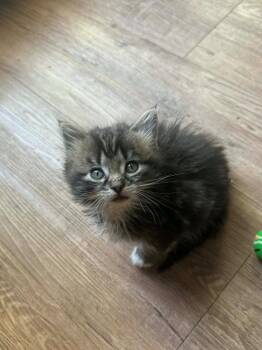 Domestic Medium Hair Cats Available for Adoption in Newnan, Georgia - *Petal Bandit | PetCurious