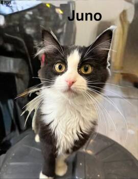Juno -  Domestic Medium Hair Cat for Adoption in Zimmerman, Minnesota - Juno | PetCurious