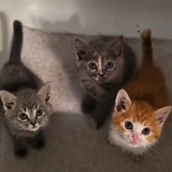 Fire -  Domestic Short Hair Cat for Adoption in Hemet, California - Fire | PetCurious