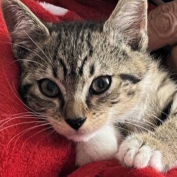 Jony -  Tabby Cat Available for Adoption in Parkland, Florida - Jony | PetCurious