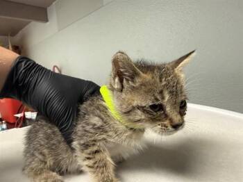 LUFFY -  Domestic Short Hair Cat for Adoption in Antioch, California - LUFFY | PetCurious