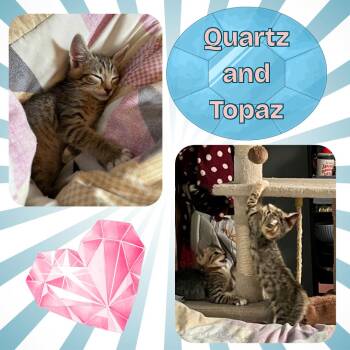 Rescue Domestic Short Hair Cats for Adoption in Port Chester, New York - The Purring Gemstones : Topaz And Quartz | PetCurious