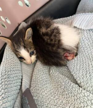 OSCAR -  Domestic Short Hair Cat for Adoption in Palmetto, Florida - OSCAR | PetCurious