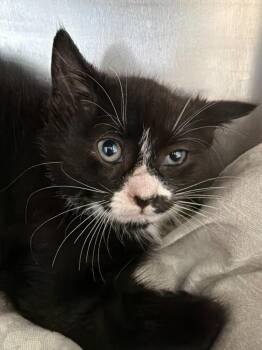 Domestic Short Hair Cats Available for Adoption in Pomona, New York - Boo Boo | PetCurious