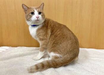 Domestic Short Hair Cats Available for Adoption - STUART | PetCurious
