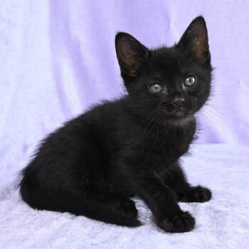 Domestic Short Hair Cats Available for Adoption in Mobile, Alabama - Cindy | PetCurious