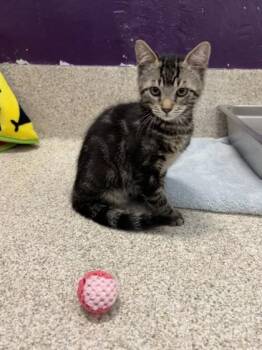 Max -  Domestic Short Hair Cat for Adoption in Schenectady, New York - Max | PetCurious