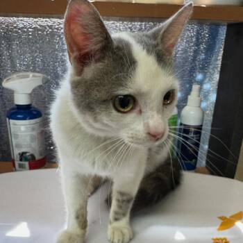 Toby -  Domestic Short Hair Cat for Adoption in Corinth, Mississippi - Toby | PetCurious