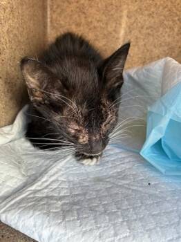 POSIE -  Domestic Short Hair Cat for Adoption in Stockton, California - POSIE | PetCurious