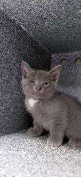 Morris -  Domestic Short Hair Cat for Adoption in Henderson, North Carolina - Morris | PetCurious