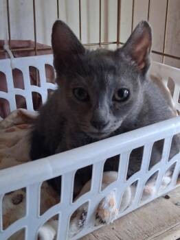 Zazzle -  Domestic Short Hair Cat for Adoption in Ogden, Utah - Zazzle | PetCurious