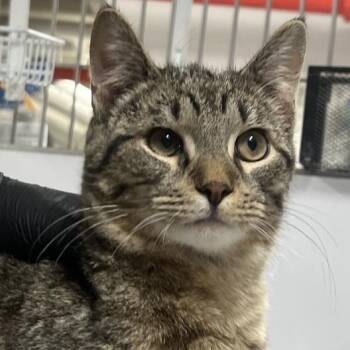 Romper -  Domestic Short Hair Cat for Adoption in New York, New York - Romper | PetCurious
