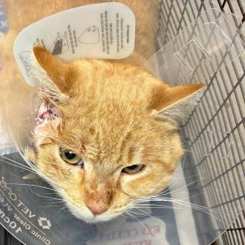 Domestic Short Hair Cats Available for Adoption in Yuma, Arizona - Meow Meow | PetCurious