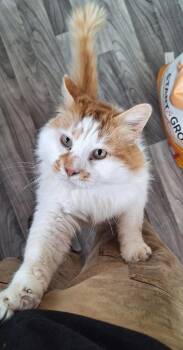 Ezra -  Domestic Long Hair Cat for Adoption in Anchorage, Alaska - Ezra | PetCurious