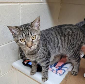 7849 Poppy -  Domestic Short Hair and Tabby Cat for Adoption in Hartwell, Georgia - 7849 Poppy | PetCurious